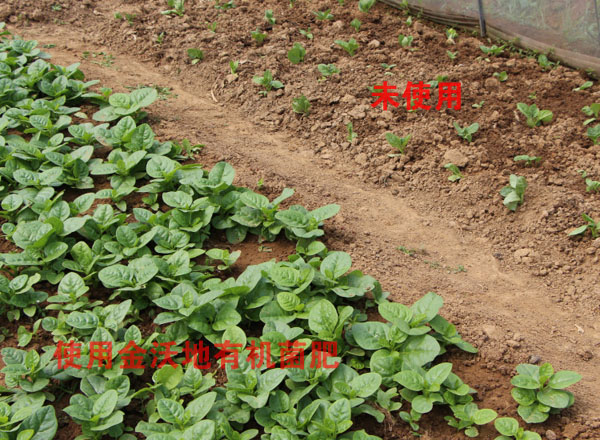 �߲˴����