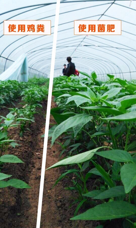 �߲˴���ʹ�þ��ʌ��ȈD