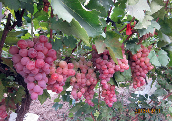 ʹ�ý��ֵ��ЙC�ʵ�����