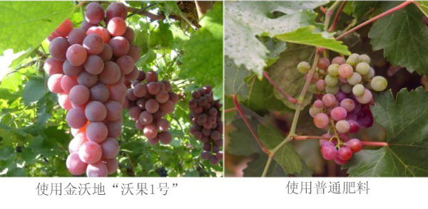 葡萄對比圖 葡萄對比圖