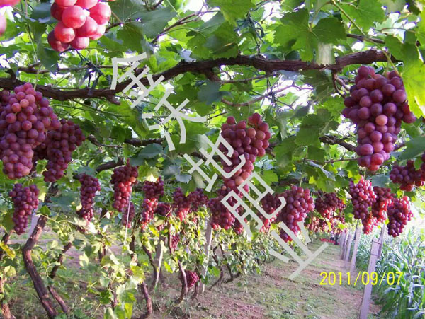 葡萄施用效果 葡萄施用效果